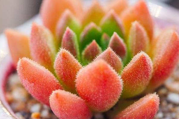 好看的多肉植物有哪些，常见黑法师、蓝莲花等品种