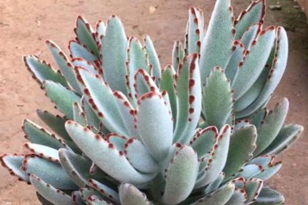 好看的多肉植物有哪些，常见黑法师、蓝莲花等品种