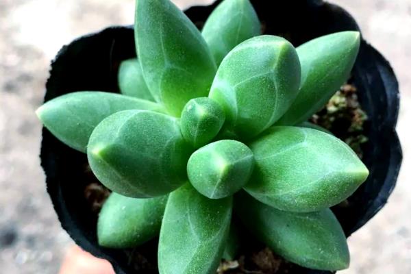 好看的多肉植物有哪些，常见黑法师、蓝莲花等品种