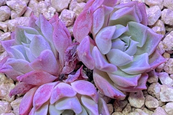 好看的多肉植物有哪些，常见黑法师、蓝莲花等品种
