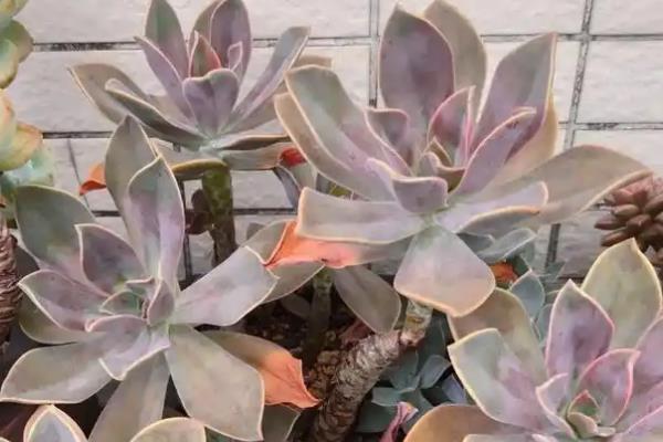 好看的多肉植物有哪些，常见黑法师、蓝莲花等品种