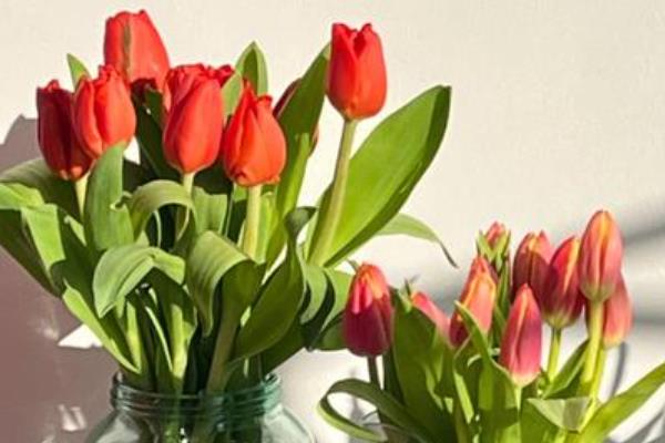 郁金香鲜切花如何水养，每隔5-7天更换一次培养水