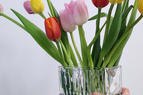 郁金香鲜切花如何水养，每隔5-7天更换一次培养水
