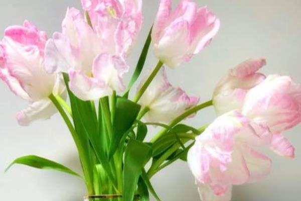 郁金香鲜切花如何水养，每隔5-7天更换一次培养水