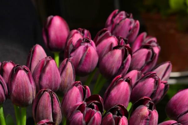 郁金香鲜切花如何水养，每隔5-7天更换一次培养水