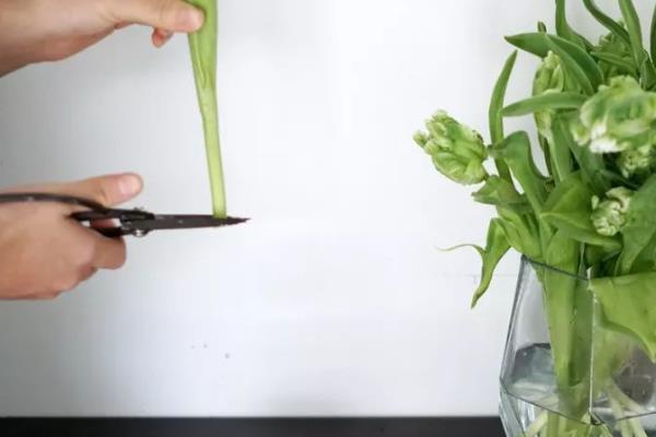 郁金香鲜切花如何水养，每隔5-7天更换一次培养水