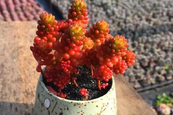 红色浆果的养殖方法,春秋冬三季可以接受直射光