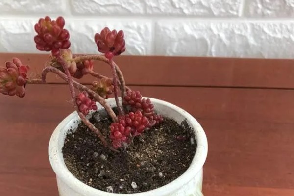 红色浆果的养殖方法,春秋冬三季可以接受直射光