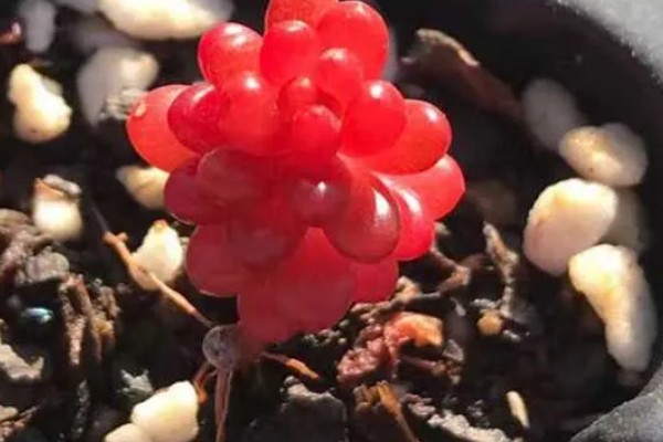 红色浆果的养殖方法,春秋冬三季可以接受直射光