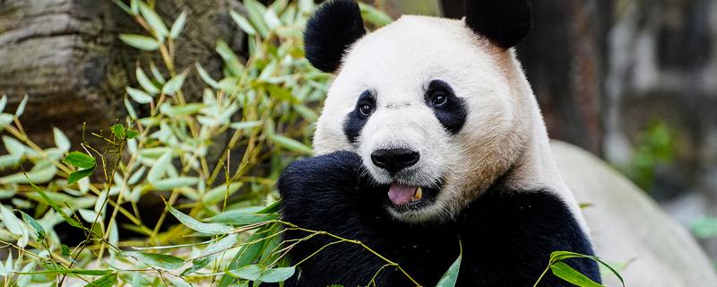 熊猫的名称由来，源于自右到左的认读