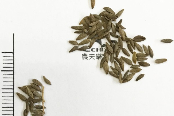 油麦菜种子的浸泡时间,用清水浸泡3-4小时再放入冰箱中冷藏催芽