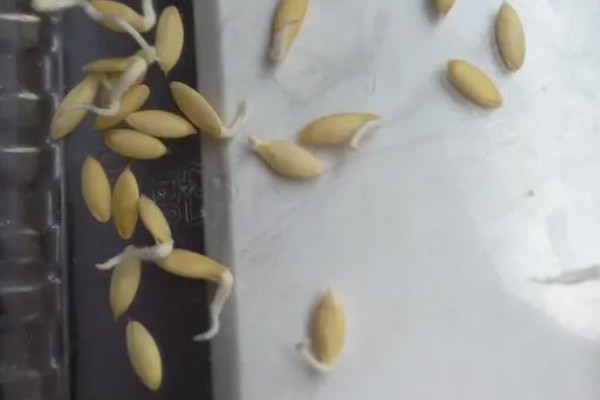 油麦菜种子的浸泡时间,用清水浸泡3-4小时再放入冰箱中冷藏催芽