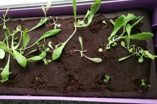 油麦菜种子的浸泡时间,用清水浸泡3-4小时再放入冰箱中冷藏催芽