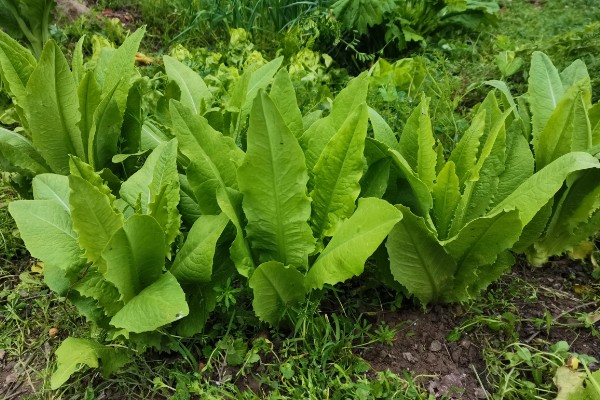油麦菜种子的浸泡时间,用清水浸泡3-4小时再放入冰箱中冷藏催芽