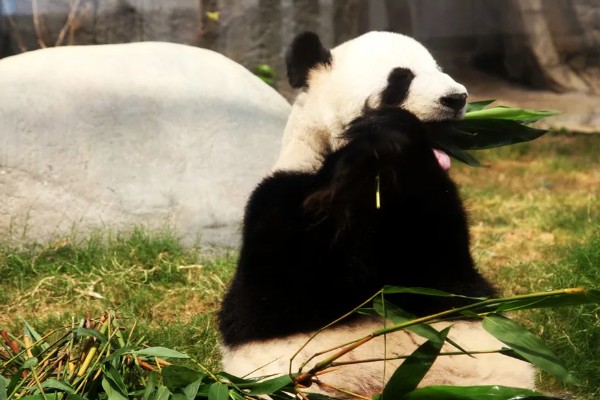 熊猫的名称由来，源于自右到左的认读