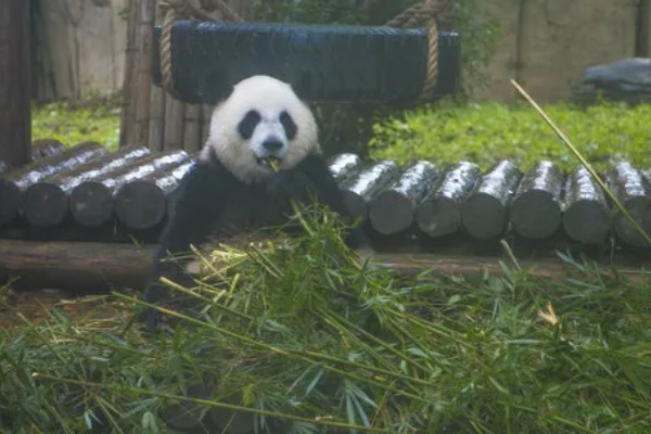 熊猫的名称由来，源于自右到左的认读