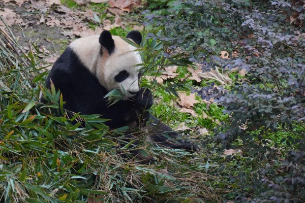 熊猫的名称由来，源于自右到左的认读