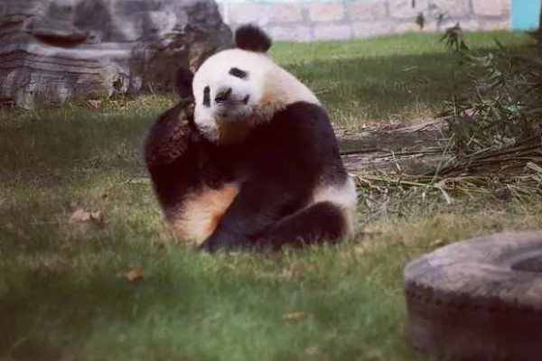 熊猫的名称由来，源于自右到左的认读