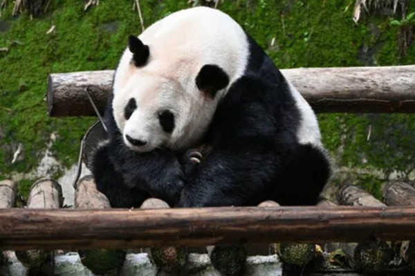 熊猫的名称由来，源于自右到左的认读