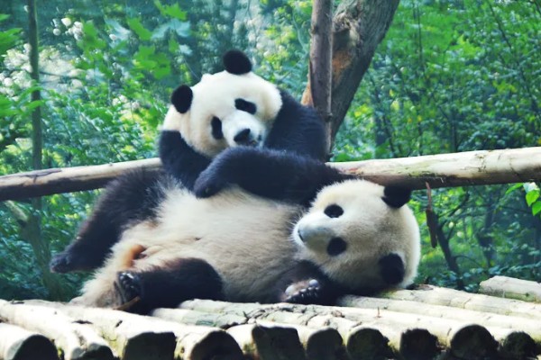 熊猫的名称由来，源于自右到左的认读
