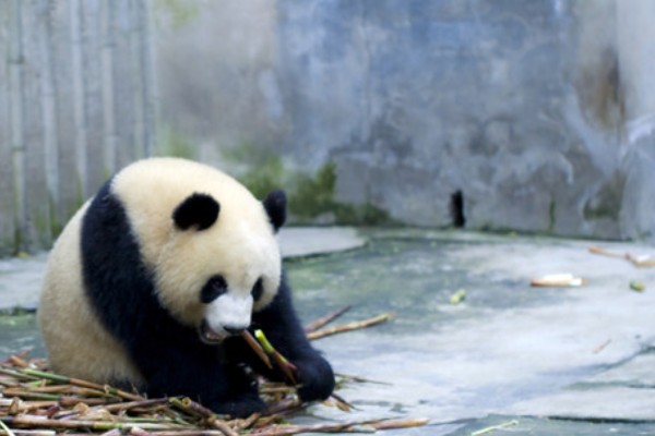 熊猫的名称由来，源于自右到左的认读