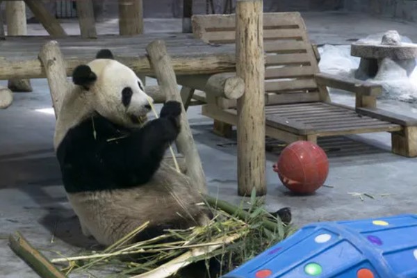 熊猫的名称由来，源于自右到左的认读