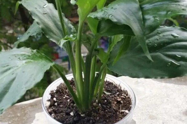 一帆风顺为什么只长叶不开花,年限不够便无法开放