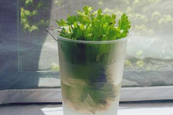 香菜怎么水培，每隔2天换一次水