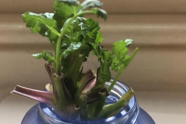 香菜怎么水培，每隔2天换一次水