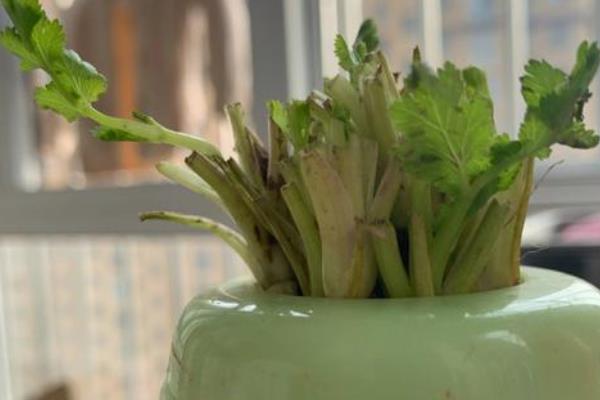 香菜怎么水培，每隔2天换一次水