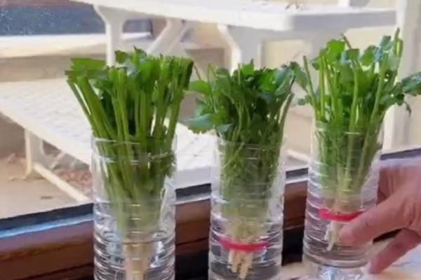 香菜怎么水培，每隔2天换一次水