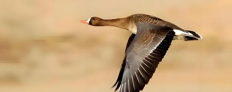 有哪些候鸟，有燕子、大雁等