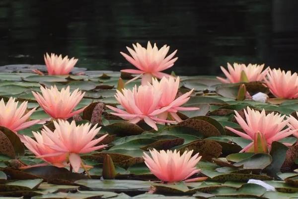 睡莲的种植时间,一年四季都可以种植
