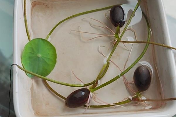 睡莲的种植时间,一年四季都可以种植