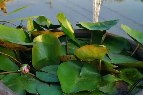 睡莲的种植时间,一年四季都可以种植