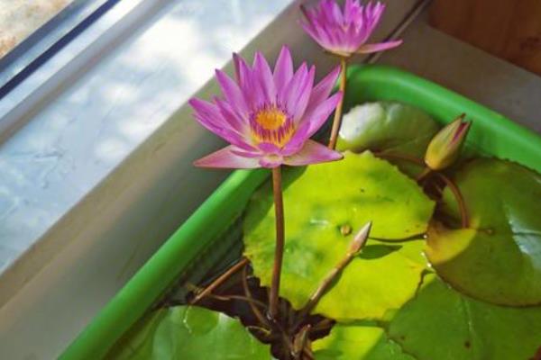 睡莲的种植时间,一年四季都可以种植