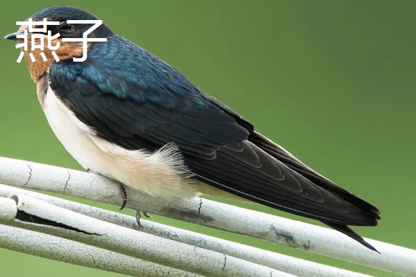 有哪些候鸟，有燕子、大雁等