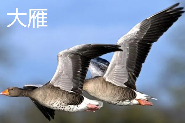 有哪些候鸟，有燕子、大雁等