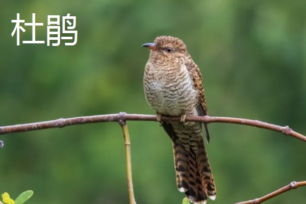 有哪些候鸟，有燕子、大雁等