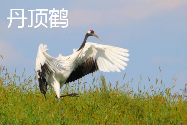 有哪些候鸟，有燕子、大雁等