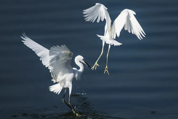 有哪些候鸟，有燕子、大雁等