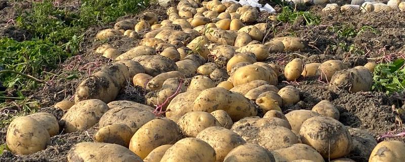 广东省惠东县的特产，平海酥鱼深受当地人喜爱