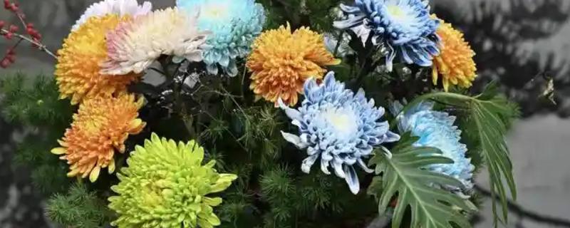 菊花是否耐寒，耐寒能力非常强