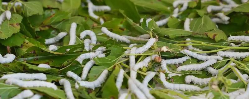 养蚕的过程，要尽力从卵期到蚕蛾期