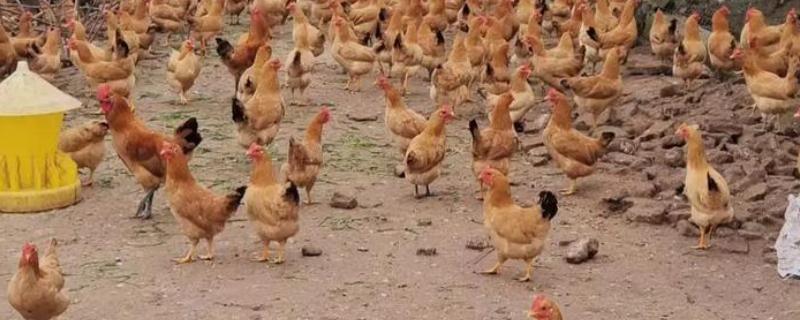 怎么防治蛋鸡拉稀，发生白痢病可使用杆沙夫特