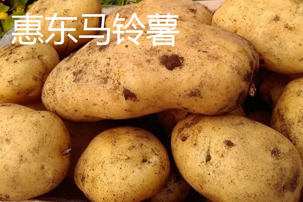 广东省惠东县的特产,平海酥鱼深受当地人喜爱