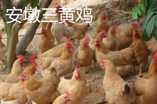 广东省惠东县的特产,平海酥鱼深受当地人喜爱