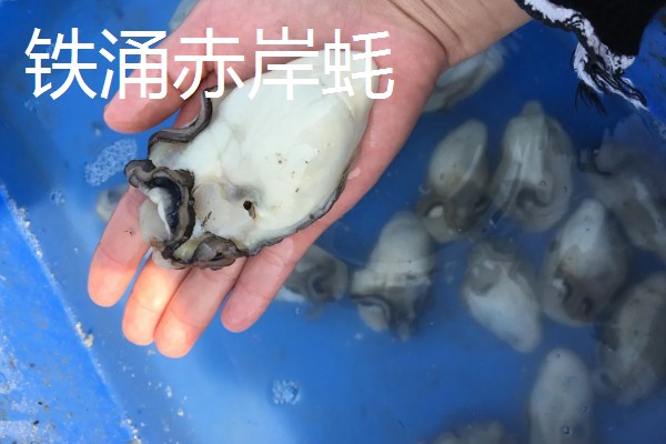 广东省惠东县的特产,平海酥鱼深受当地人喜爱