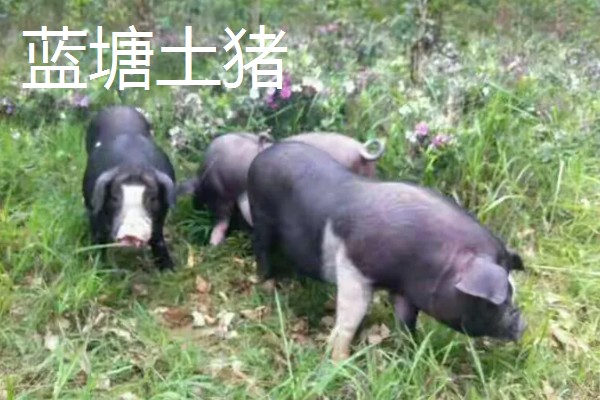 广东省惠东县的特产,平海酥鱼深受当地人喜爱