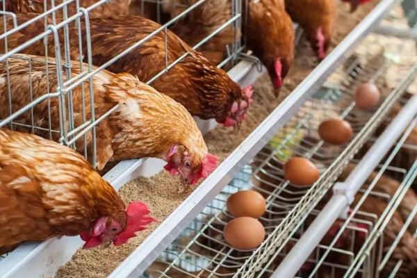 怎么防治蛋鸡拉稀，发生白痢病可使用杆沙夫特